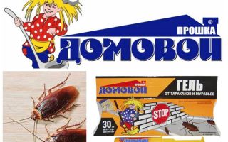 Proshka Brownie gel des cafards