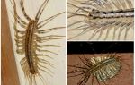 Combien de jambes ont un mille-pattes