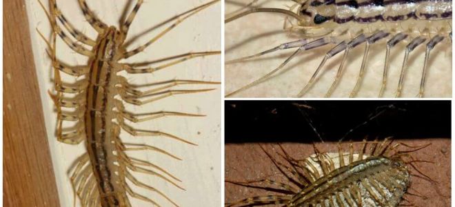 Combien de jambes ont un mille-pattes