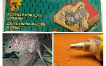 Colle de souris