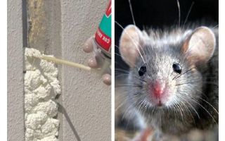 Les souris mangent-elles de la mousse?