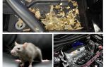 Comment faire sortir les souris de la voiture