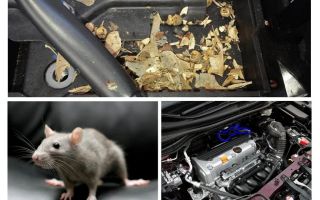 Comment faire sortir les souris de la voiture
