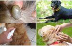 Les meilleurs médicaments pour les chiens contre les tiques et les puces