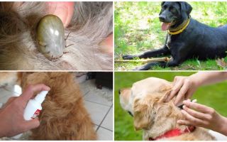 Les meilleurs médicaments pour les chiens contre les tiques et les puces