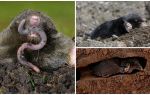 Tout sur les taupes