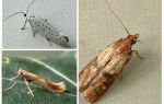 Pourquoi le papillon n'a pas de trompe