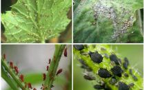Comment traiter les pucerons dans le jardin et dans le jardin des remèdes populaires