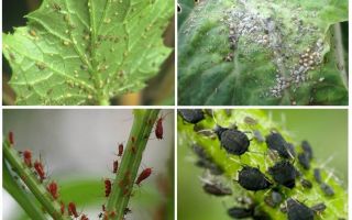 Comment traiter les pucerons dans le jardin et dans le jardin des remèdes populaires