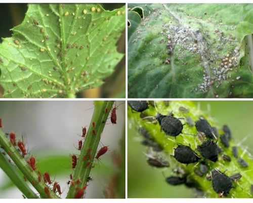 Comment traiter les pucerons dans le jardin et dans le jardin des remèdes populaires