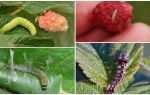 Comment se débarrasser des chenilles sur les framboises