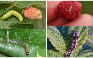 Comment se débarrasser des chenilles sur les framboises