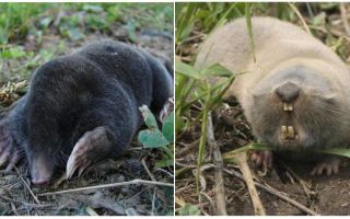 Quelle est la différence entre une taupe et un rat taupe?
