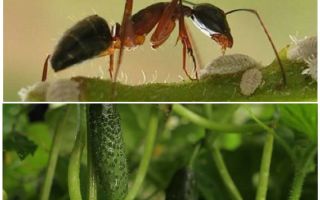 Comment traiter les fourmis dans le jardin avec des concombres