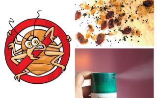 Comment se débarrasser rapidement et définitivement des punaises de lit dans l'appartement