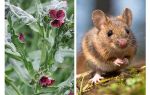 Planter une racine noire de souris
