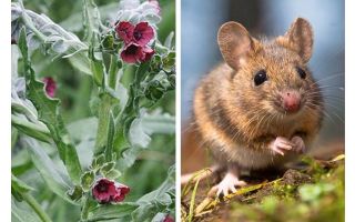 Planter une racine noire de souris