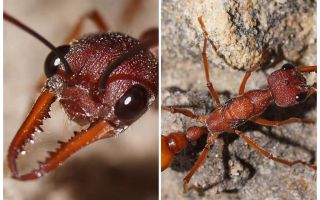 Bouledogues fourmis