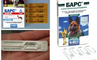 Drops the Leopard Forte pour les chiots et les chiens