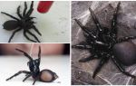 Sydney araignée d'entonnoir