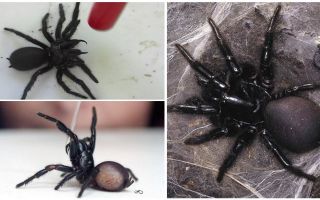 Sydney araignée d'entonnoir