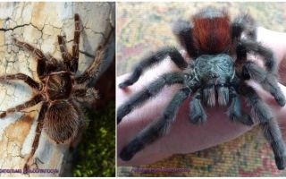Tarentule araignée à la maison