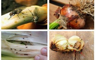 Comment se débarrasser des moucherons d'oignon