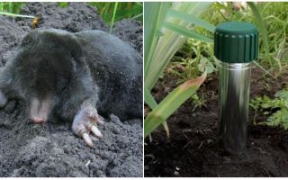 Comment se débarrasser des taupes dans le chalet et le jardin