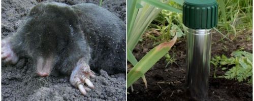 Comment se débarrasser des taupes dans le chalet et le jardin