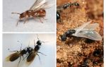 Fourmis ailées