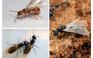 Fourmis ailées
