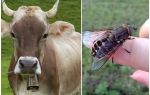 Comment traiter une vache des mouches et des mouches à la maison