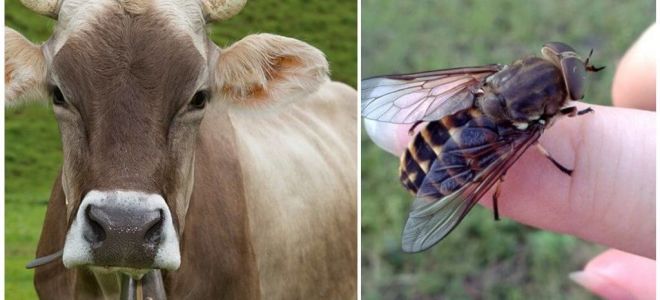 Comment traiter une vache des mouches et des mouches à la maison