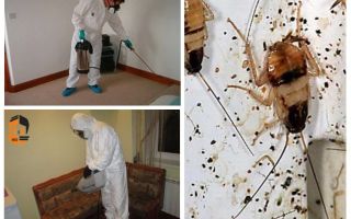 Extermination de cafards dans l'appartement
