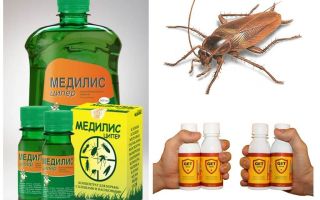 Comment et quoi empoisonner les cafards à la maison