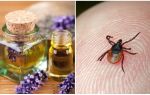 Huiles essentielles contre les tiques