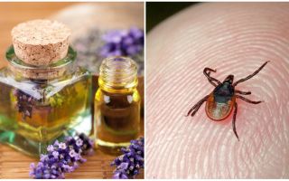 Huiles essentielles contre les tiques
