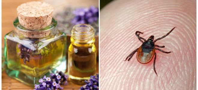 Huiles essentielles contre les tiques