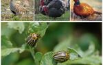 Que mangent les insectes et les insectes coléoptères du Colorado