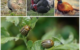 Que mangent les insectes et les insectes coléoptères du Colorado