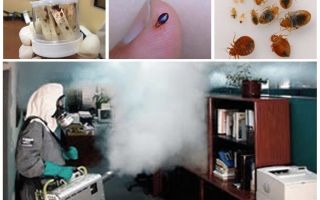 Le coût de la désinfection des punaises de lit dans l'appartement