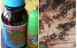 Signifie le résident d'été des fourmis