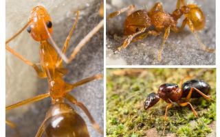 Combien de pattes de fourmis