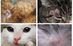 Pourquoi un chat démange-t-il s'il n'y a pas de puces?