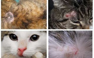 Pourquoi un chat démange-t-il s'il n'y a pas de puces?