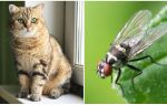 Que faire si un chat ou un chat mangeait une mouche