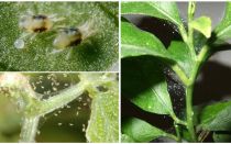Comment se débarrasser des acariens sur les plantes d'intérieur