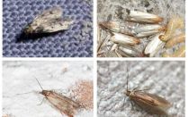 Comment enlever définitivement la taupe dans l'appartement et la maison