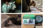 De quoi les rats et les souris ont-ils peur?