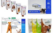 Comprimés pour puces et tiques pour chiens